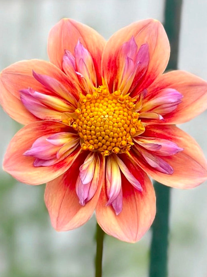 Dahlia Orange Hype