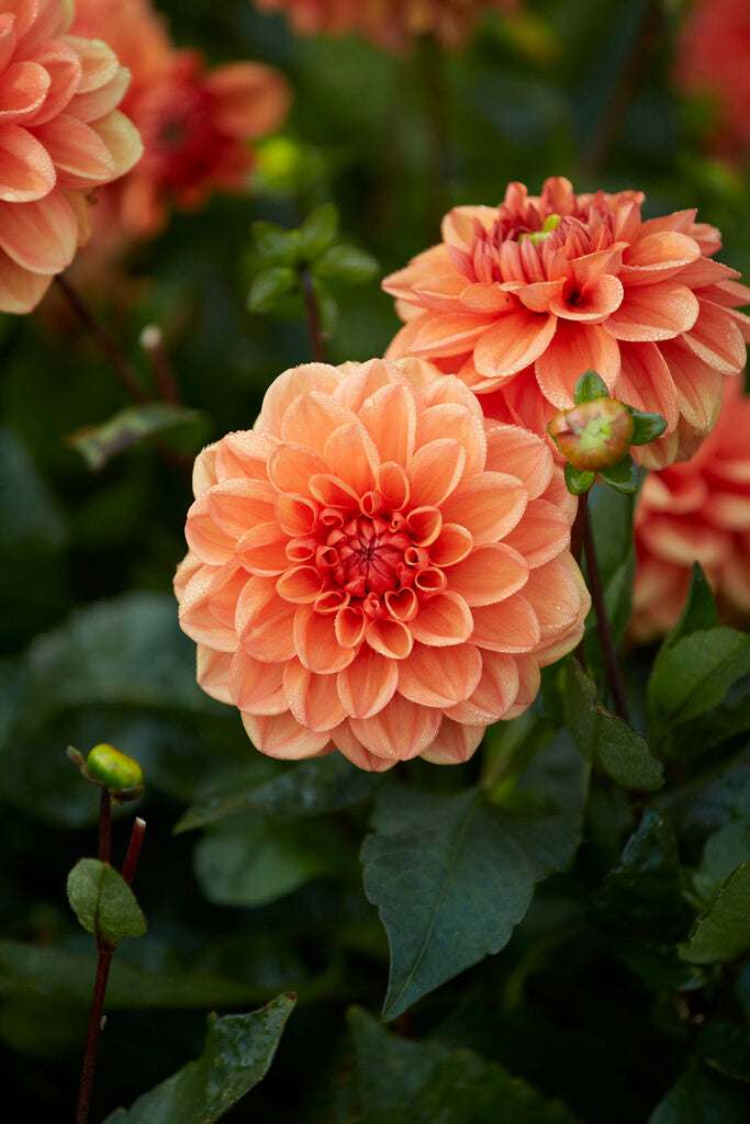 Orange Nugget Dahlia