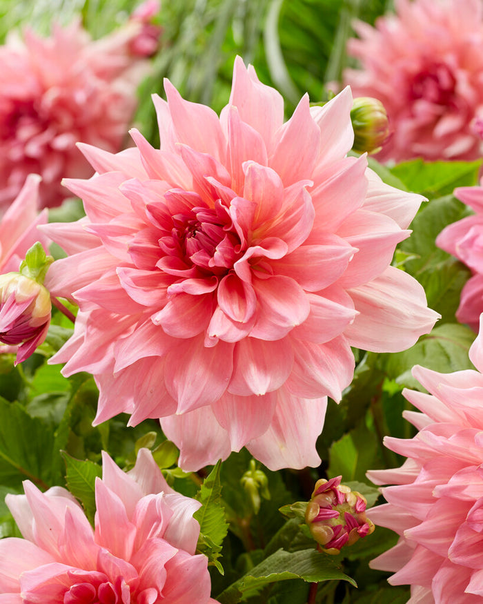 Dahlia Ottos Thrill