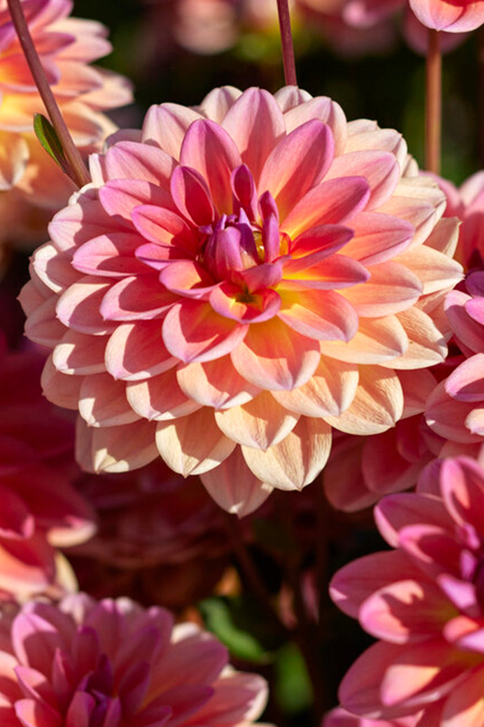Dahlia Pacific View Tubers