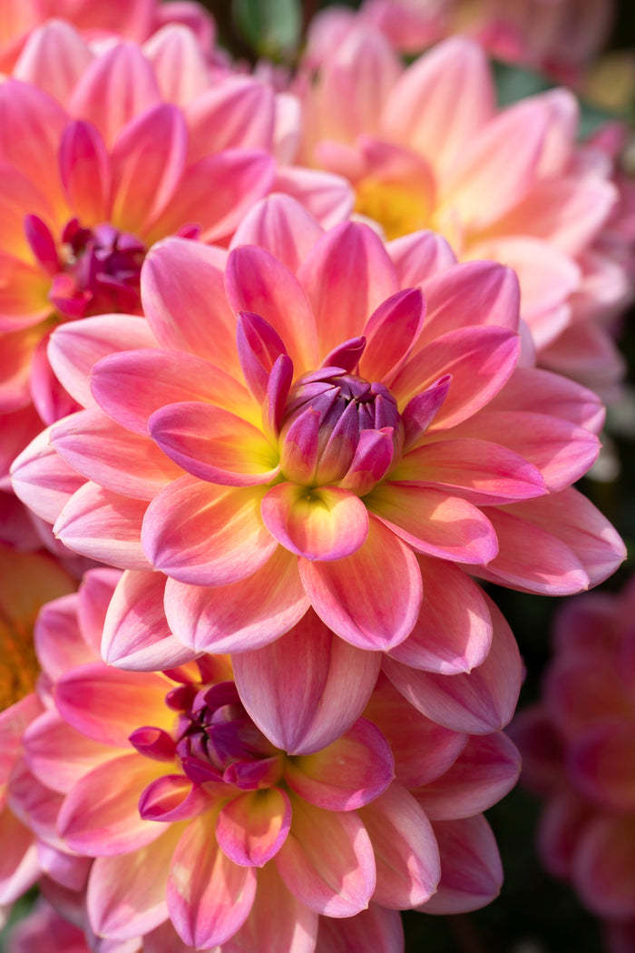 Buy Dahlia Pacific View - DutchGrown