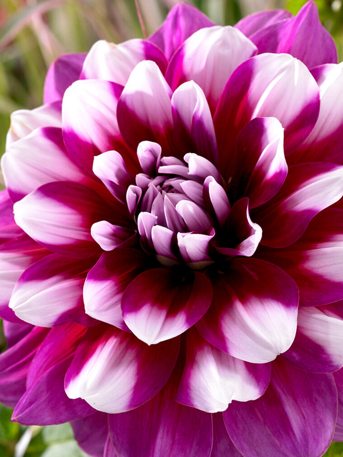 Dahlia 'Patches'