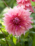 Dahlia Penhill Dark Monarch