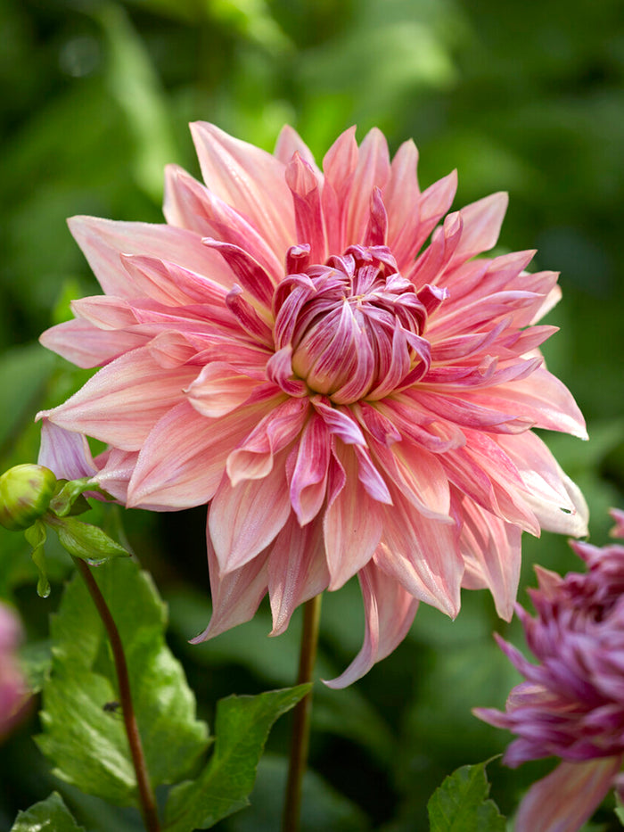 Dahlia Penhill Dark Monarch