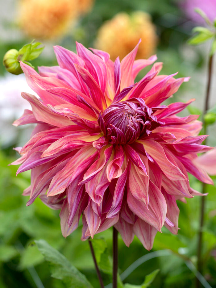 Dahlia Penhill Dark Monarch