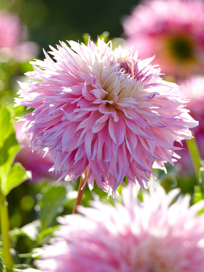 Dahlia Pinelands Princess
