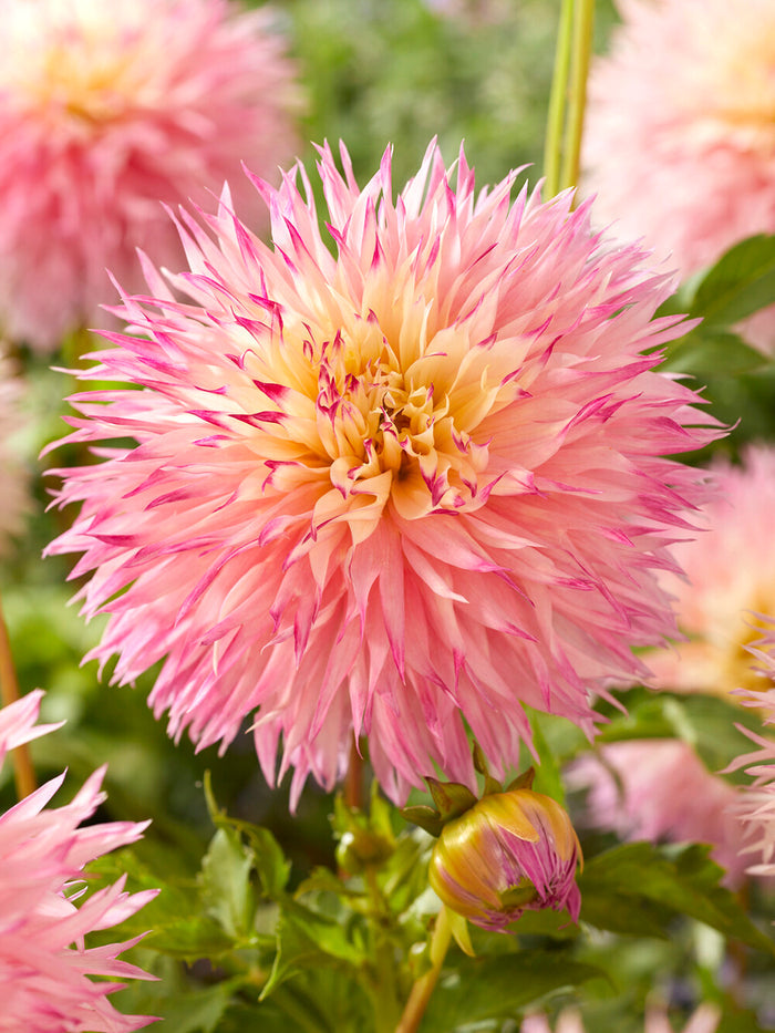 Dahlia Pinelands Princess