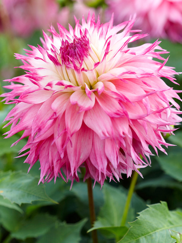 Dahlia Pinelands Princess