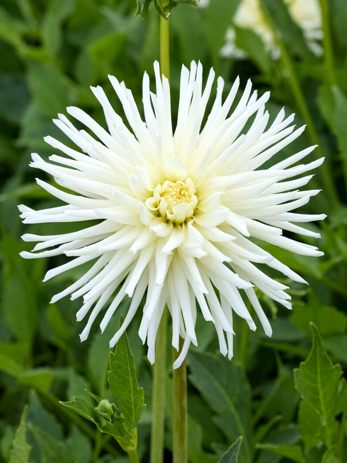 Dahlia Playa Blanca