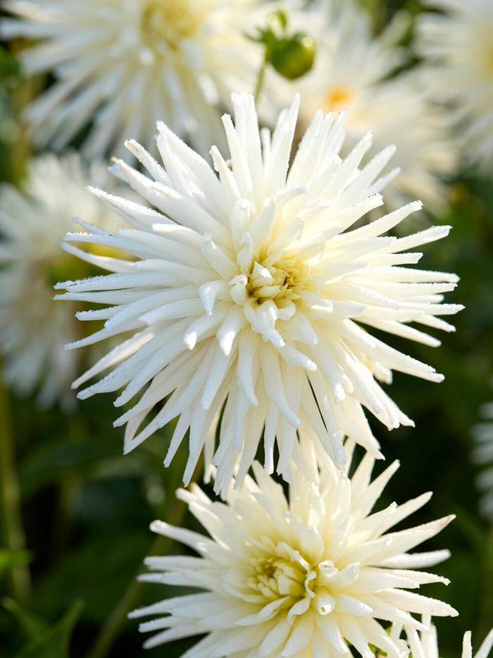 Dahlia Playa Blanca