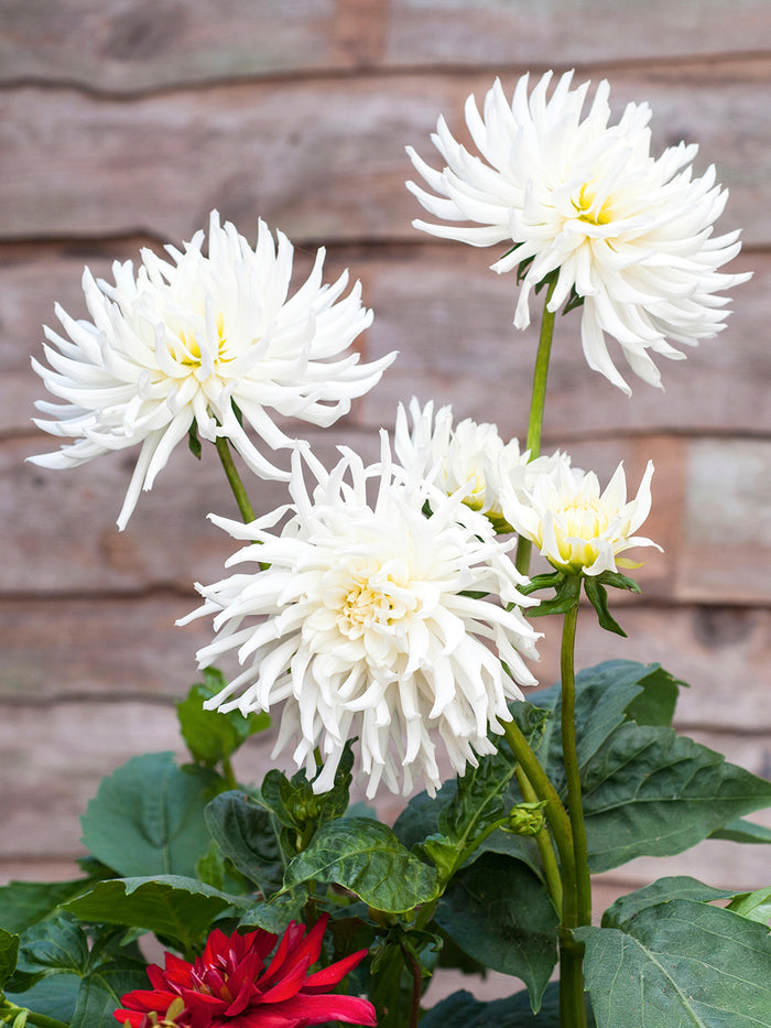 Dahlia Playa Blanca
