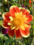 Dahlia Pooh Tubers