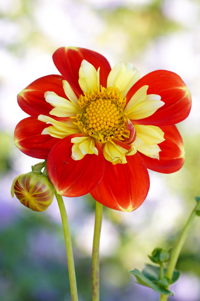 Dahlia Pooh Tubers