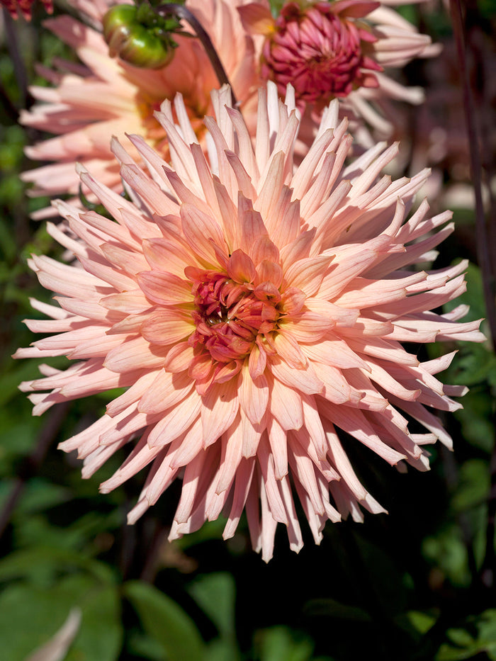 Dahlia Preference