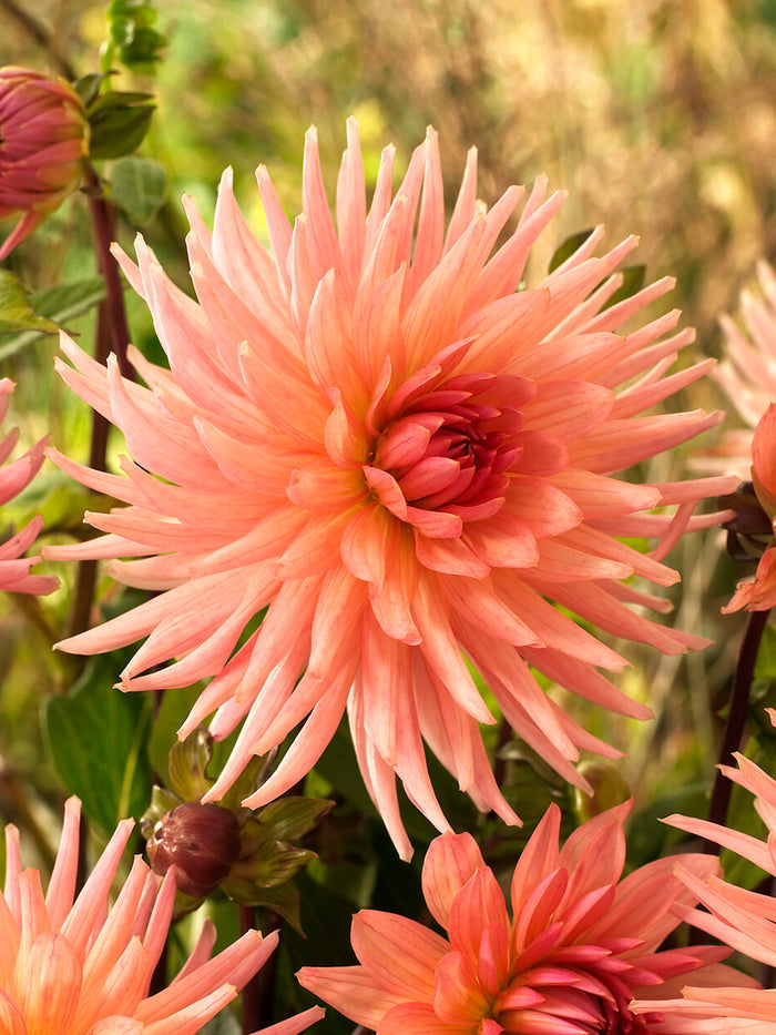 Dahlia Preference