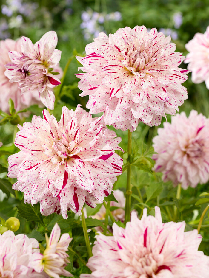 Dahlia Prince Valiant