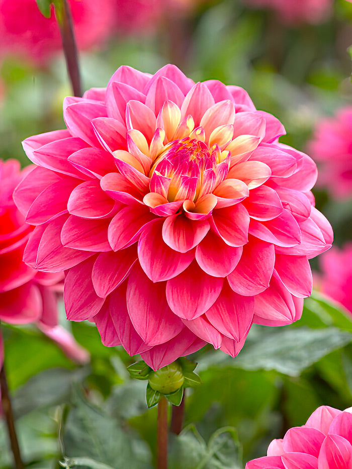 Dahlia Princesse Gracia
