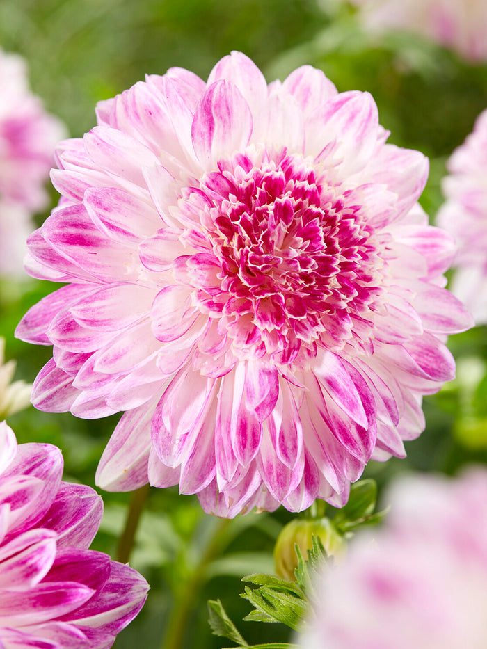 Dahlia Que Sera