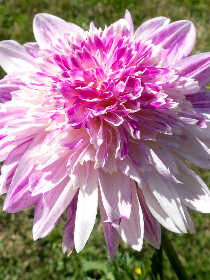 Dahlia Que Sera