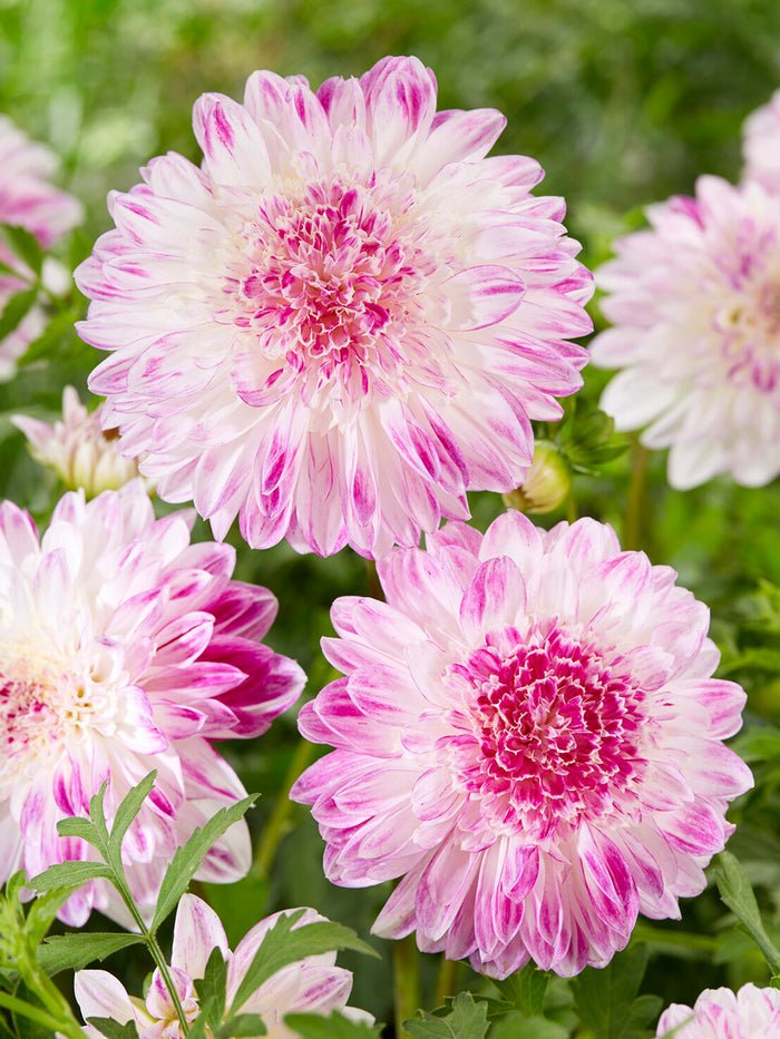 Dahlia Que Sera