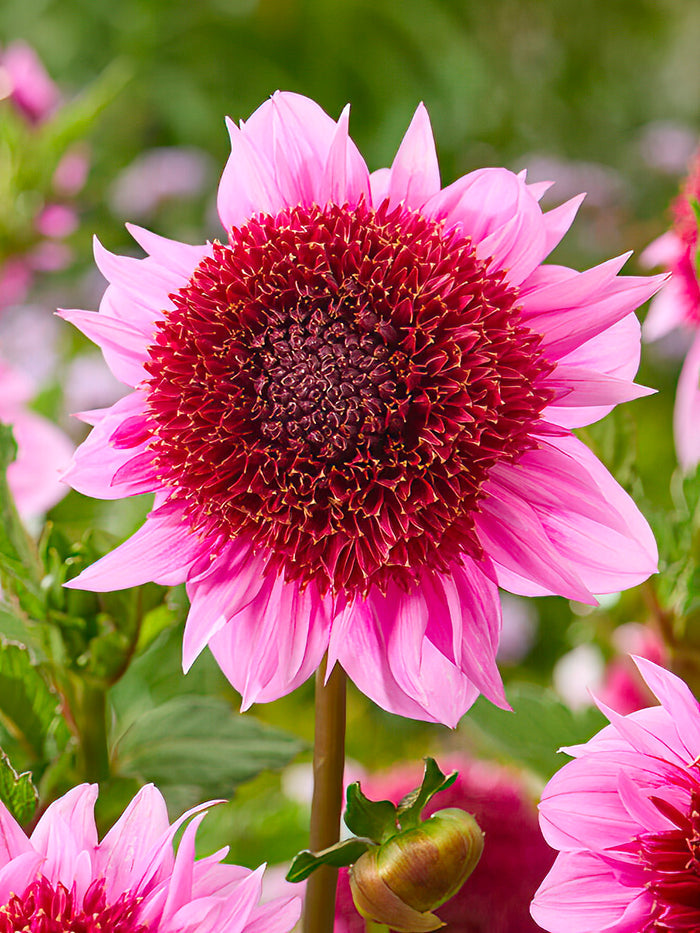 Dahlia Raspberry Puff