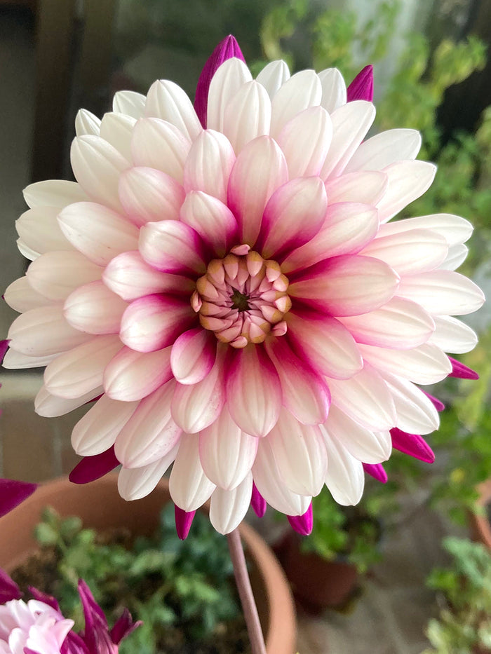 Dahlia Rebecca's World