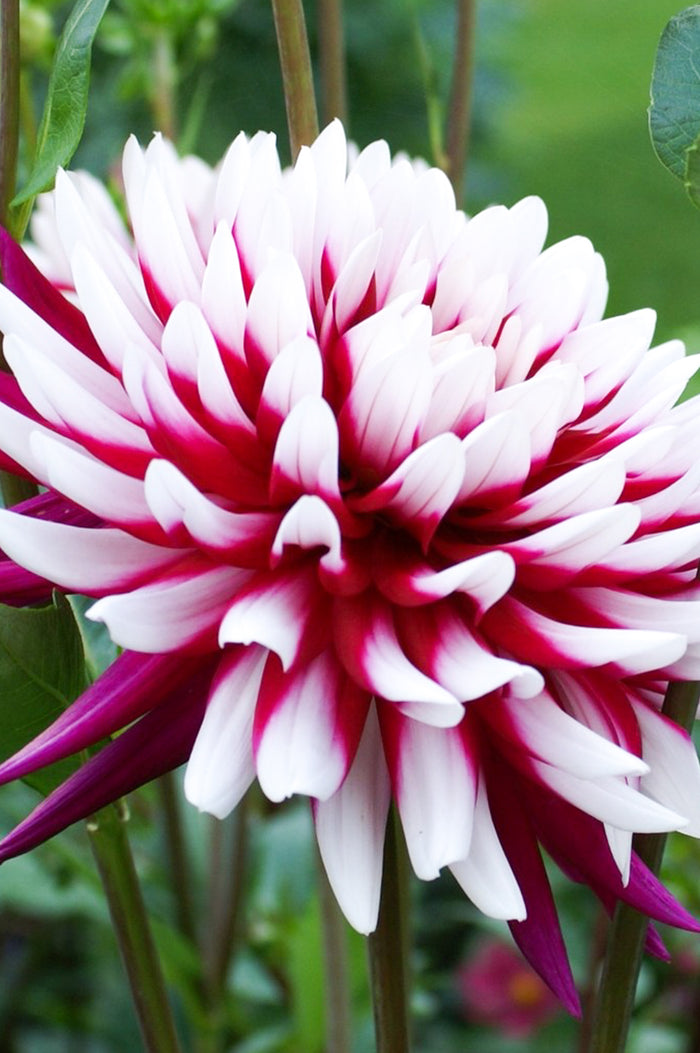 Rebeccas World Dahlia Tubers and bulbs