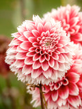 Dahlia Red and White Fubuki