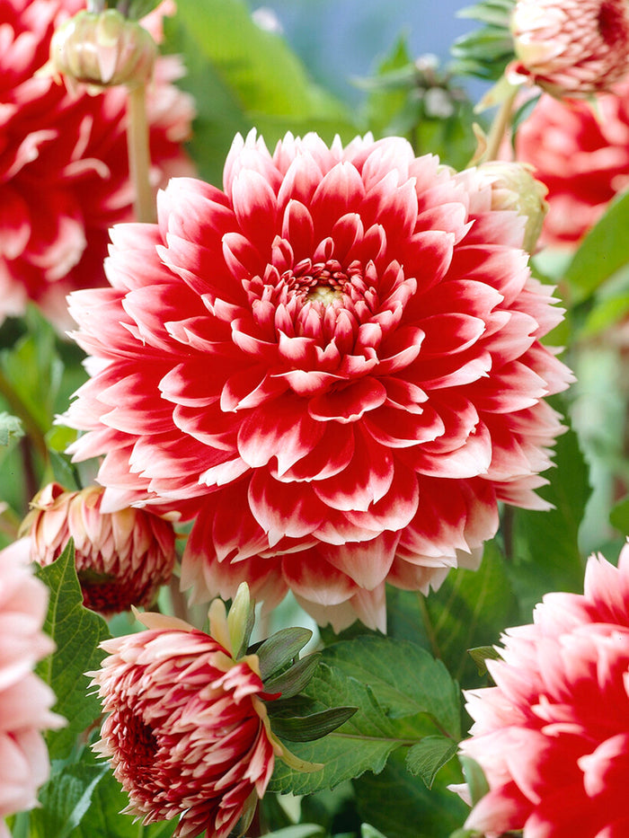 Dahlia Red and White Fubuki
