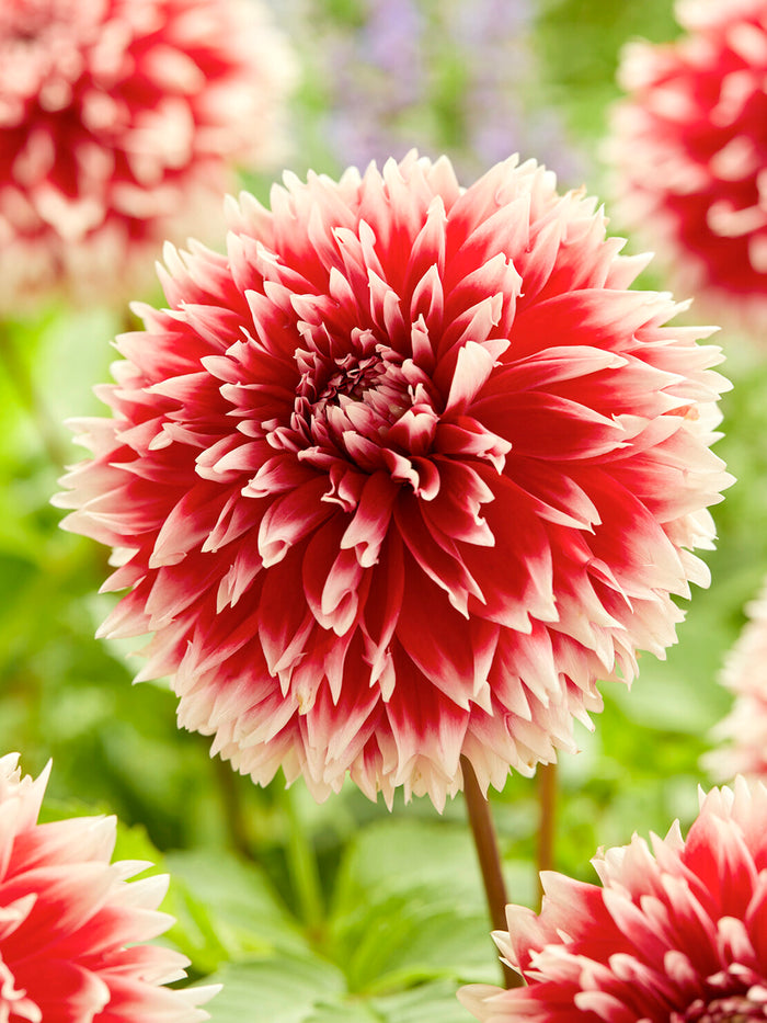 Dahlia Red and White Fubuki