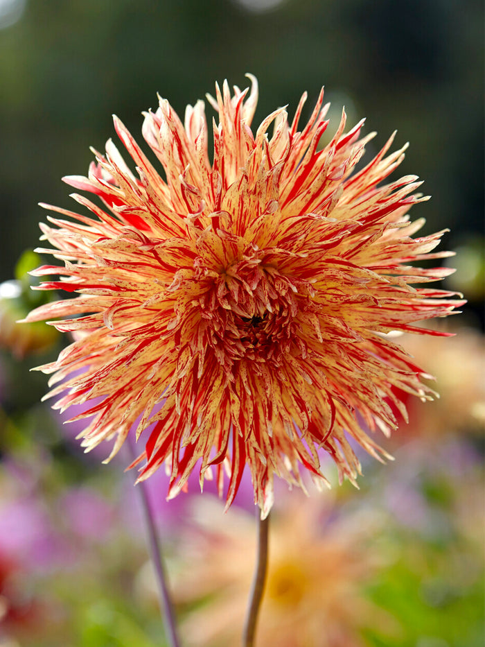 Dahlia Rejman's Firecracker
