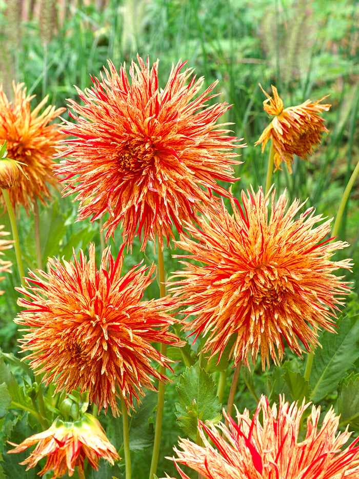 Dahlia Rejman's Firecracker