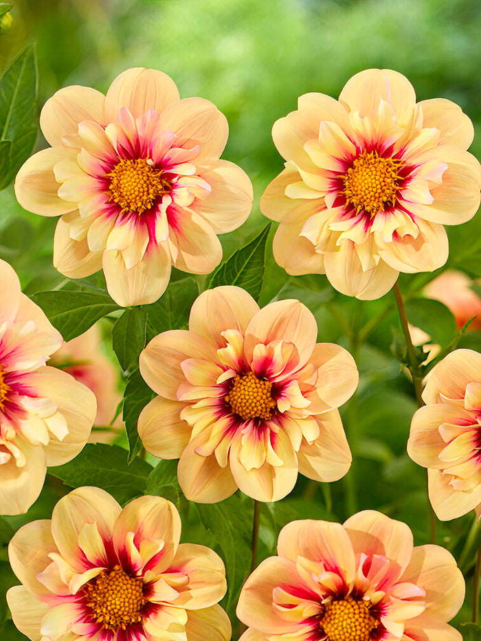 Dahlia Rhubarb and Custard
