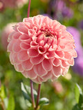 Dahlia Romance
