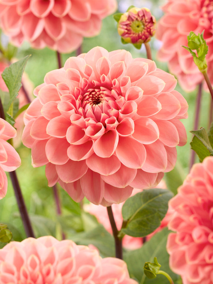 Dahlia Romance