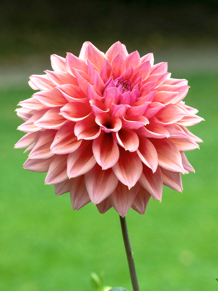 Dahlia Romance