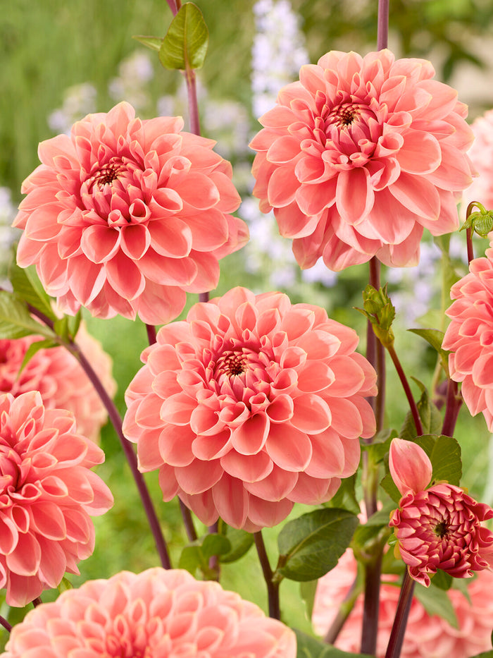 Dahlia Romance