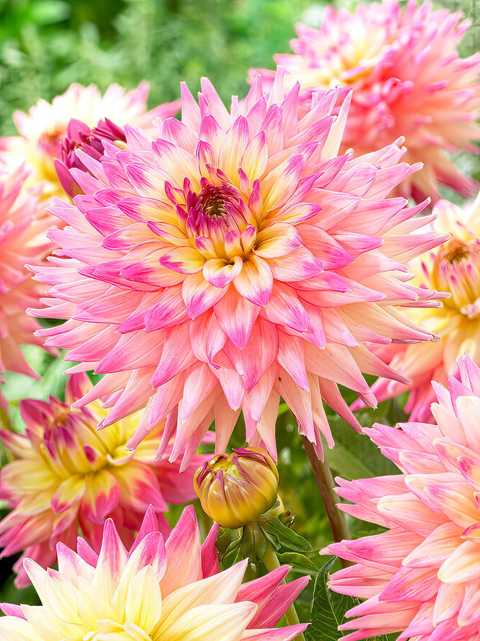 Dahlia Romantique