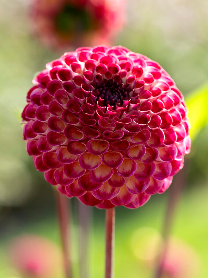 Dahlia Ryecroft Blackberry