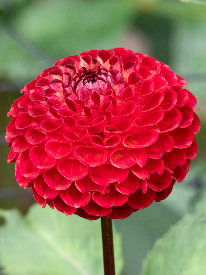 Dahlia Ryecroft Blackberry