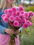 Dahlia Sandra