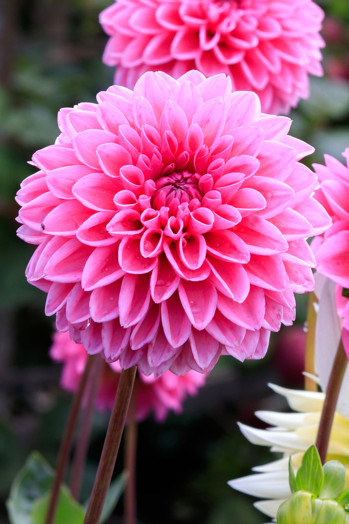 Buy Dahlia Sandra