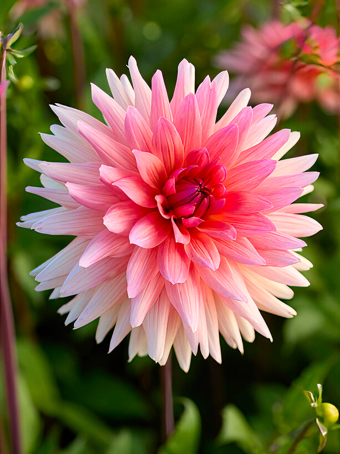 Dahlia Schneckenstein