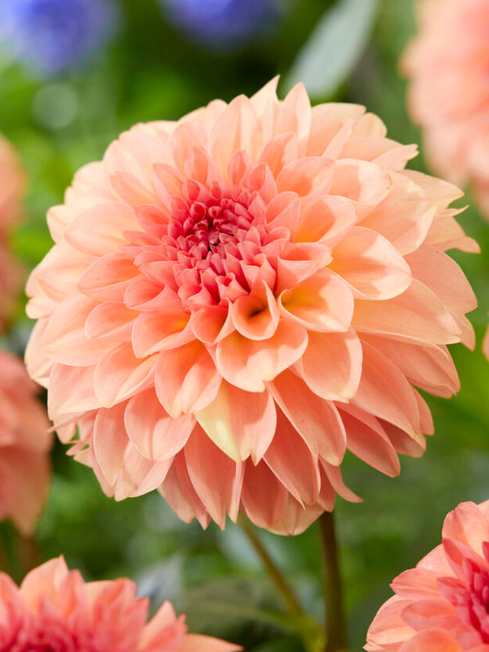 Dahlia Sebastian