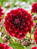 Dahlia Sissinghurst