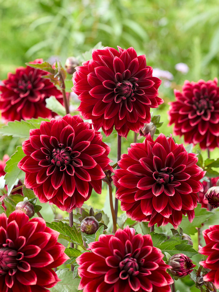Dahlia Sissinghurst