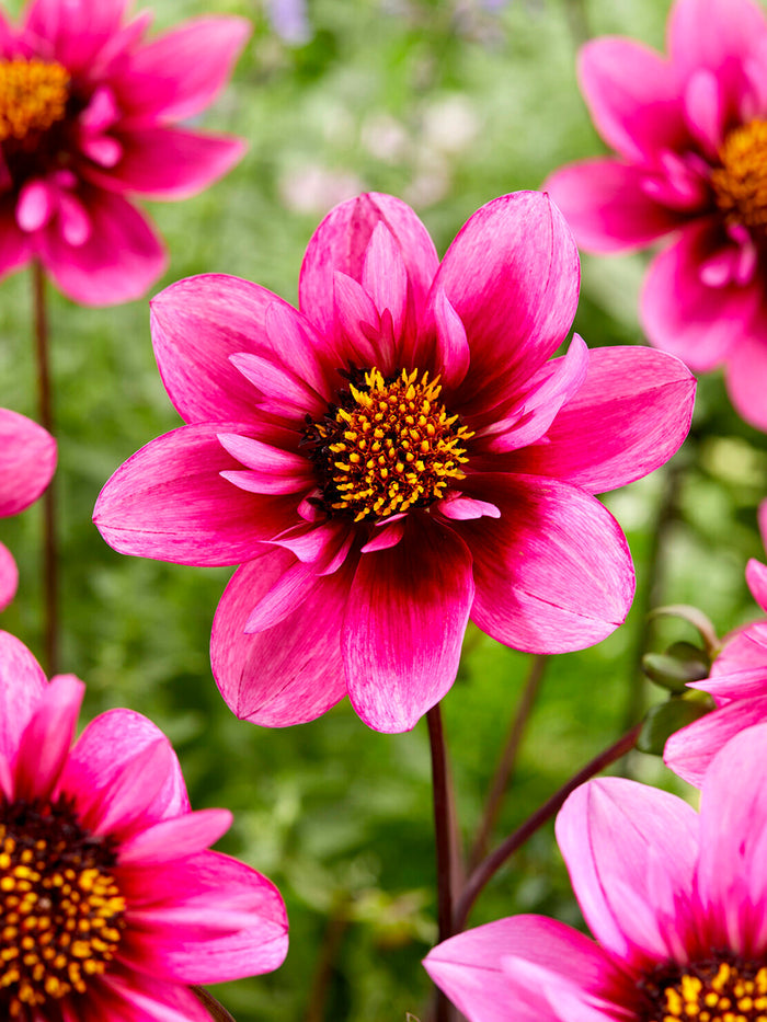 Dahlia Skyfall