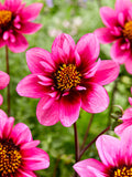 Dahlia Skyfall