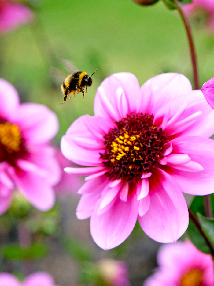Dahlia Skyfall