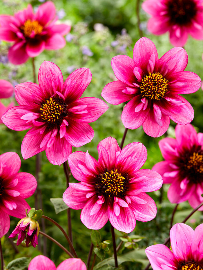 Dahlia Skyfall